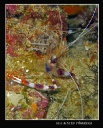 Cleaning shrimp, (Stenopus hispidus). Canon G9 & Inon D20... by Bea & Stef Primatesta 